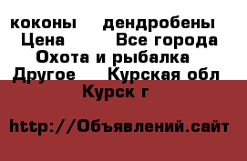 коконы    дендробены › Цена ­ 25 - Все города Охота и рыбалка » Другое   . Курская обл.,Курск г.